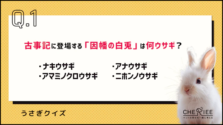 【クイズ】因幡の白兎は何ウサギ?意外と知らないウサギの歴史のアイキャッチ画像