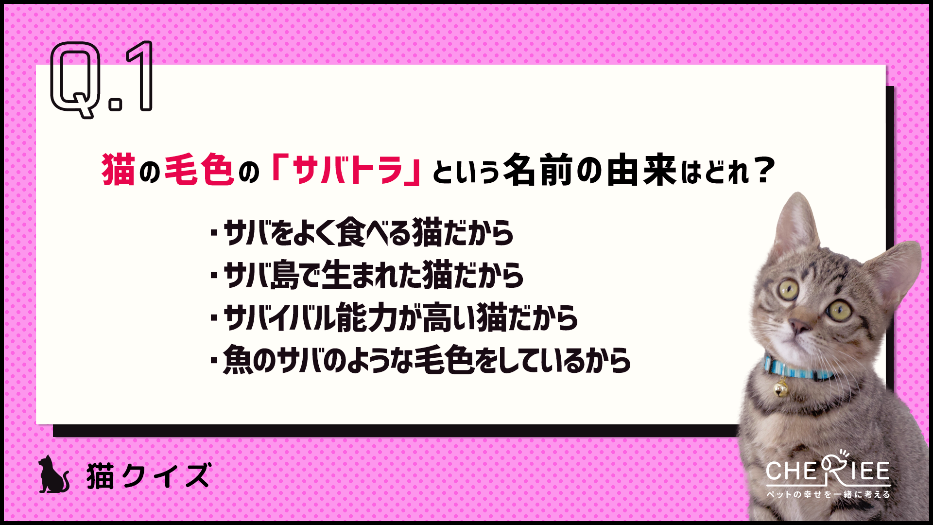 【クイズ】トラ柄の猫は種類がたくさん！それぞれの特徴を知ってる？