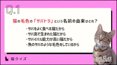 記事カテゴリ第1位