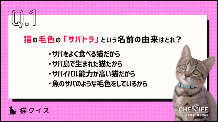 【クイズ】トラ柄の猫は種類がたくさん!それぞれの特徴を知ってる?のアイキャッチ画像