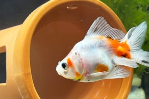 金魚,病気,動物病院,塩水浴,水質