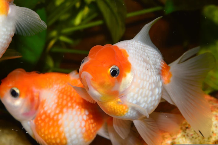 金魚,病気,動物病院,塩水浴,水質