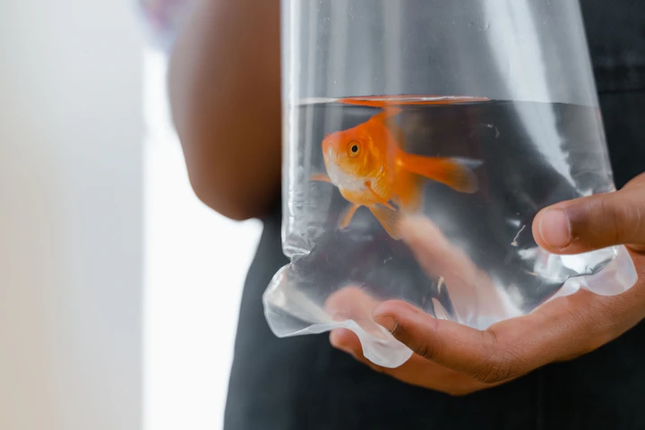 金魚,病気,動物病院,塩水浴,水質