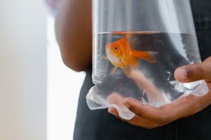 金魚,病気,動物病院,塩水浴,水質