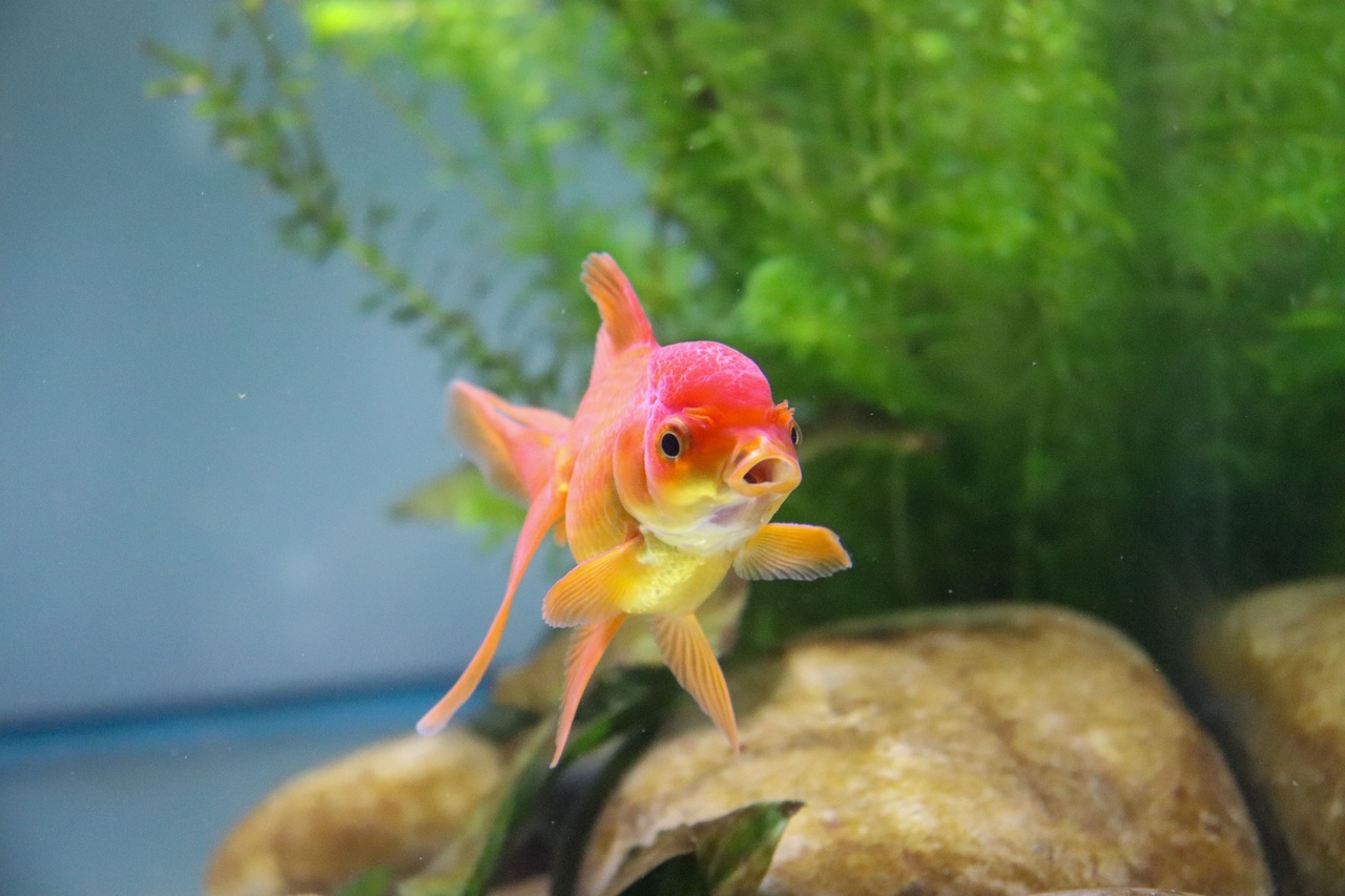 金魚は動物病院に行ける？代表的な病気のサインと自宅でできる対処法