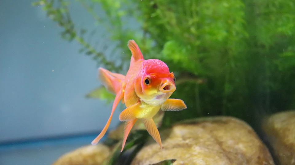 金魚は動物病院に行ける?代表的な病気のサインと自宅でできる対処法