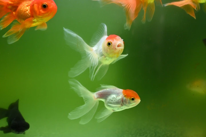 金魚,病気,動物病院,塩水浴,水質