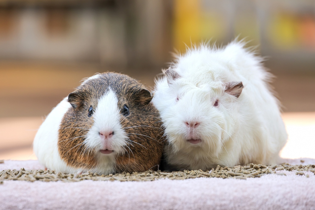 モルモットも飼い主も快適に！お世話がラクになる便利グッズを紹介