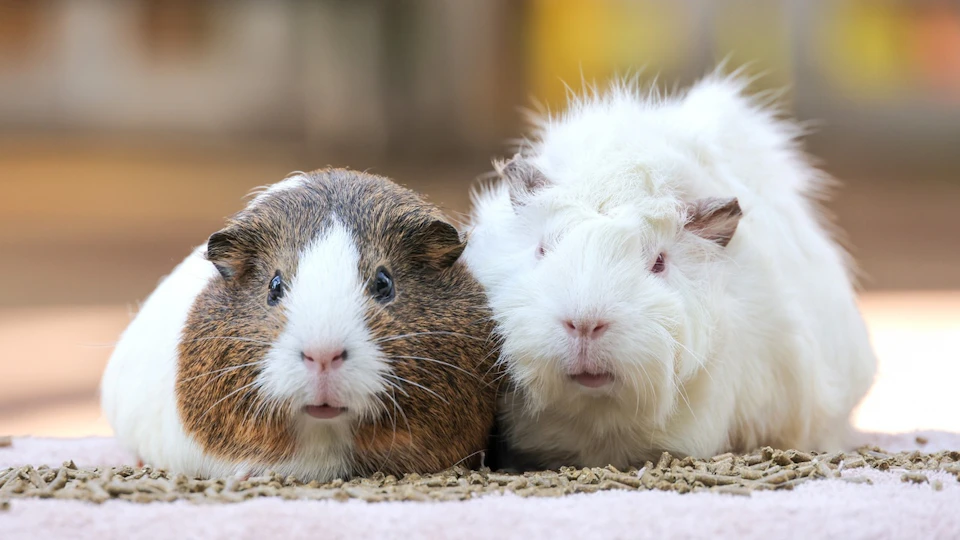 モルモットも飼い主も快適に!お世話がラクになる便利グッズを紹介