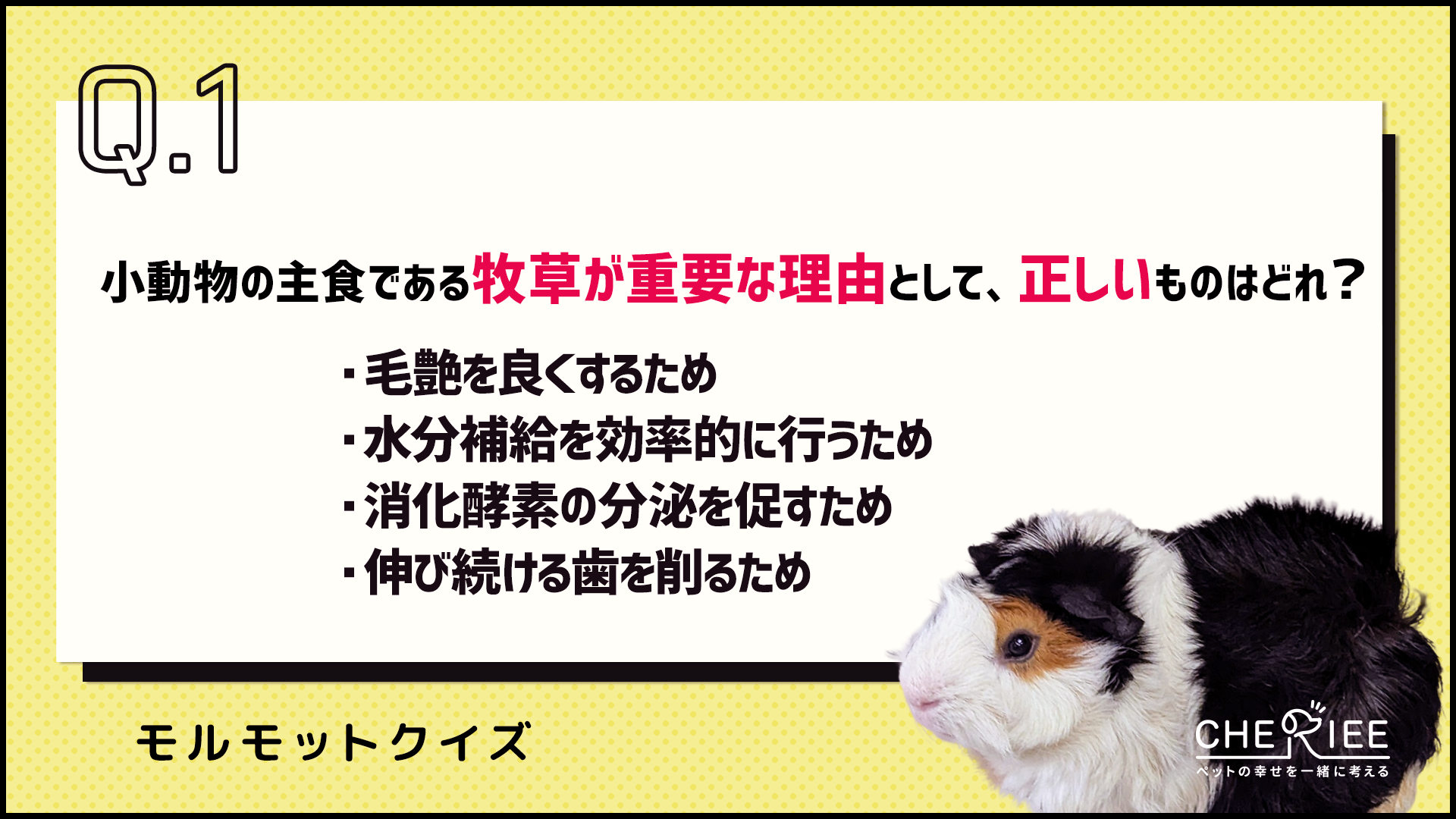 【クイズ】牧草を与えるのは何のため？知っておきたい小動物の主食