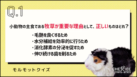 【クイズ】牧草を与えるのは何のため？知っておきたい小動物の主食のアイキャッチ画像