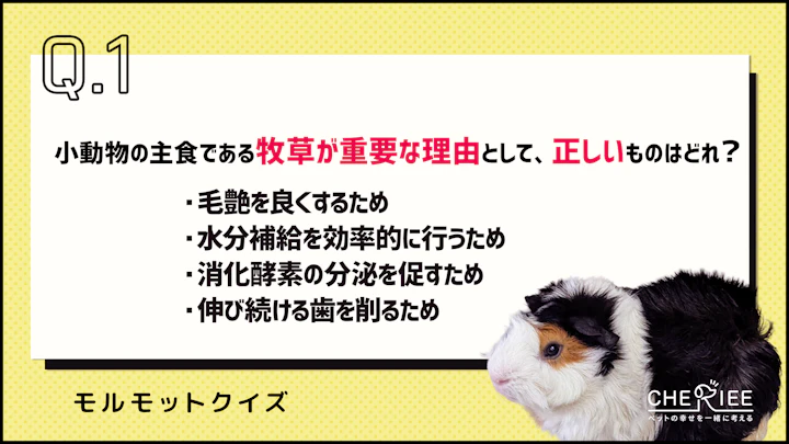 【クイズ】牧草を与えるのは何のため？知っておきたい小動物の主食のアイキャッチ画像