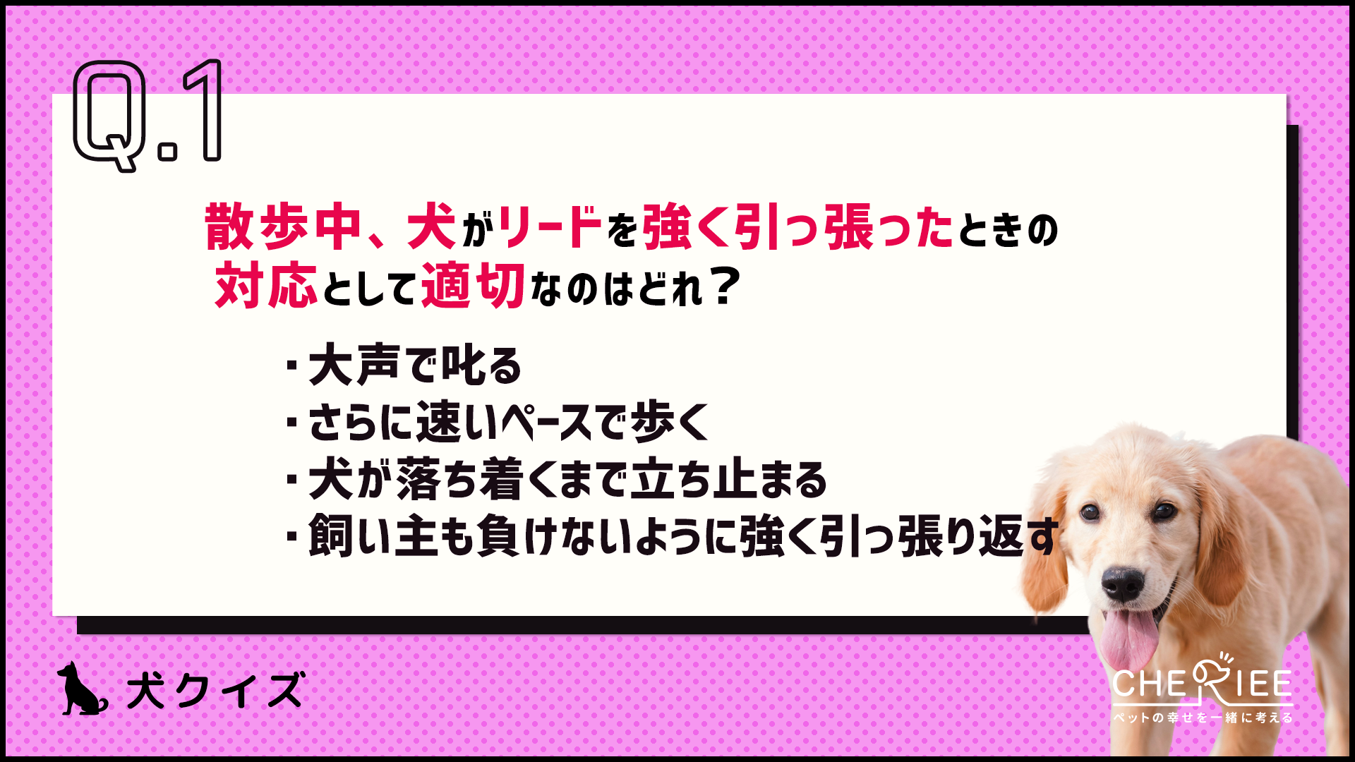 【クイズ】散歩中に犬が引っ張る理由と対処法とは