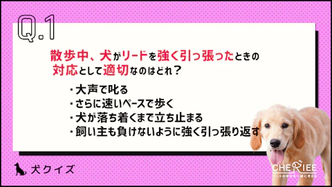 【クイズ】散歩中に犬が引っ張る理由と対処法とはのアイキャッチ画像