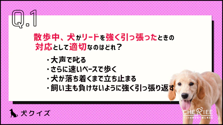 【クイズ】散歩中に犬が引っ張る理由と対処法とはのアイキャッチ画像