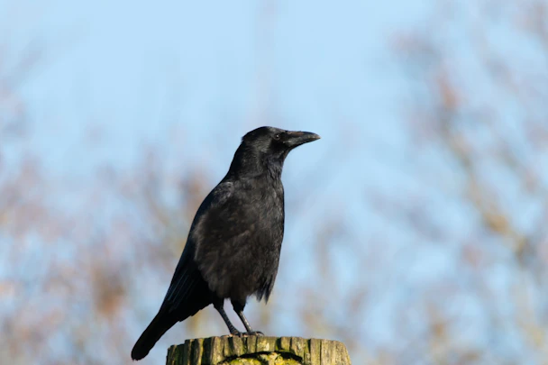 カラスってどんな鳥?その生態や日本人との関わりの歴史までのアイキャッチ画像