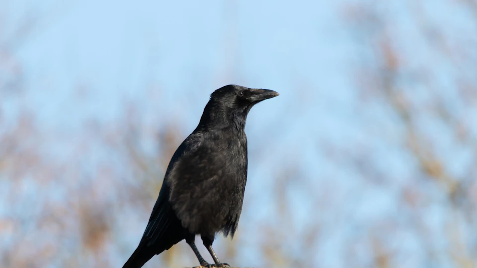 カラスってどんな鳥?その生態や日本人との関わりの歴史まで