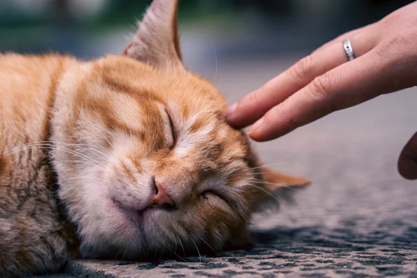 シニア犬・猫の治療はどこまで?治療方針の決め方とQOLのアイキャッチ画像