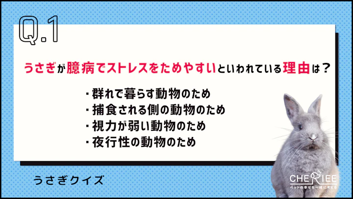 【クイズ】うさぎがストレスをためやすい理由とは?のアイキャッチ画像