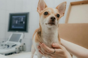 動物病院,選び方,チェックポイント,獣医師,診察
