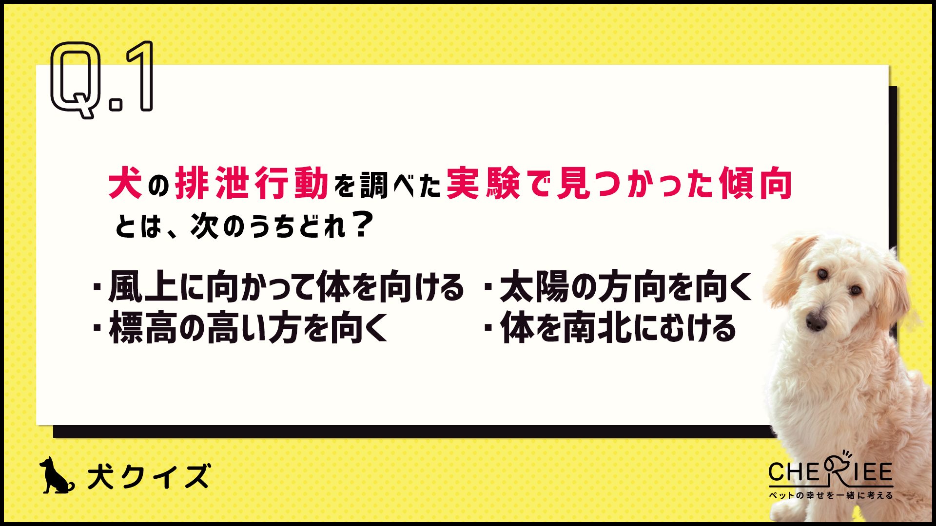 【クイズ】思わず誰かに話したくなる！楽しい犬の雑学⑤