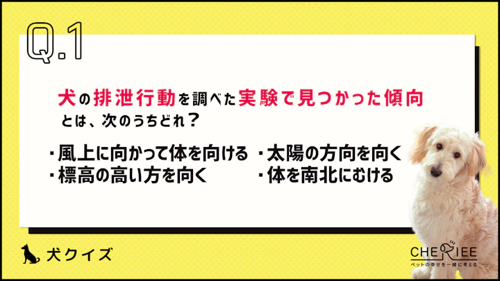 【クイズ】思わず誰かに話したくなる!楽しい犬の雑学⑤のアイキャッチ画像
