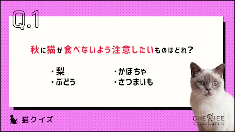 【クイズ】猫と秋に関する豆知識!食事や換毛、暮らしのポイントのアイキャッチ画像