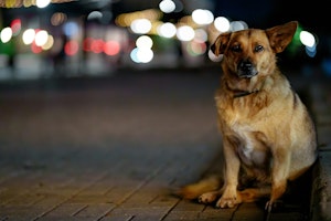 江戸時代,犬,猫,エサ,ペットフード