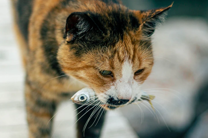 江戸時代,犬,猫,エサ,ペットフード