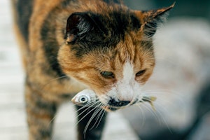 江戸時代,犬,猫,エサ,ペットフード