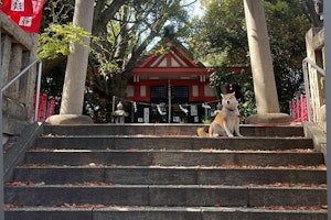 江戸時代,犬,猫,ペットグッズ,浮世絵,首輪,食器