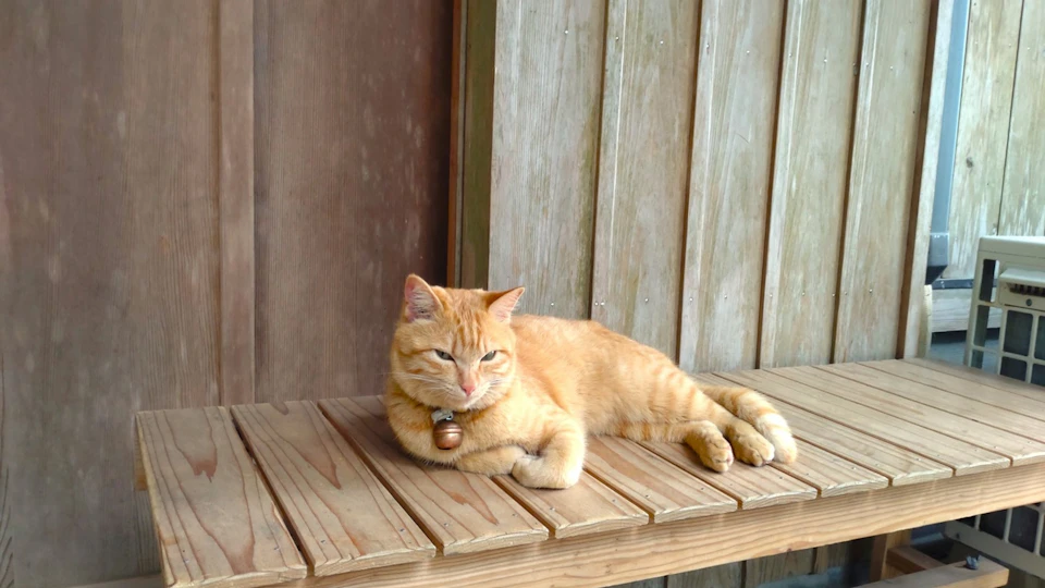 江戸時代にもペットグッズがあった!浮世絵から探る犬猫の首輪や食器