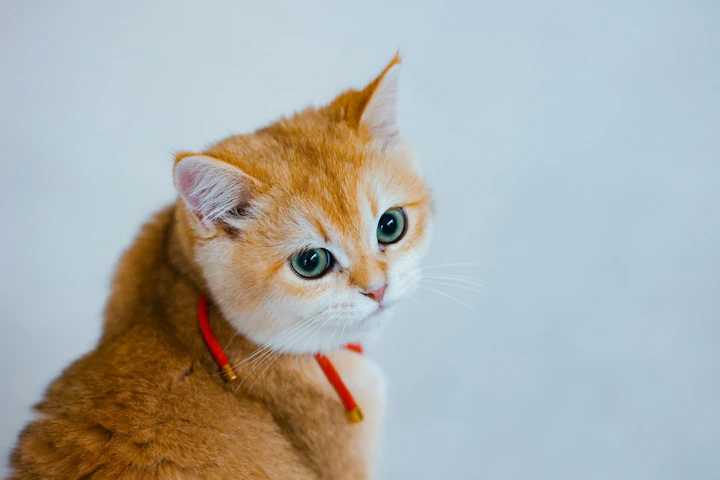 江戸時代,犬,猫,ペットグッズ,浮世絵,首輪,食器