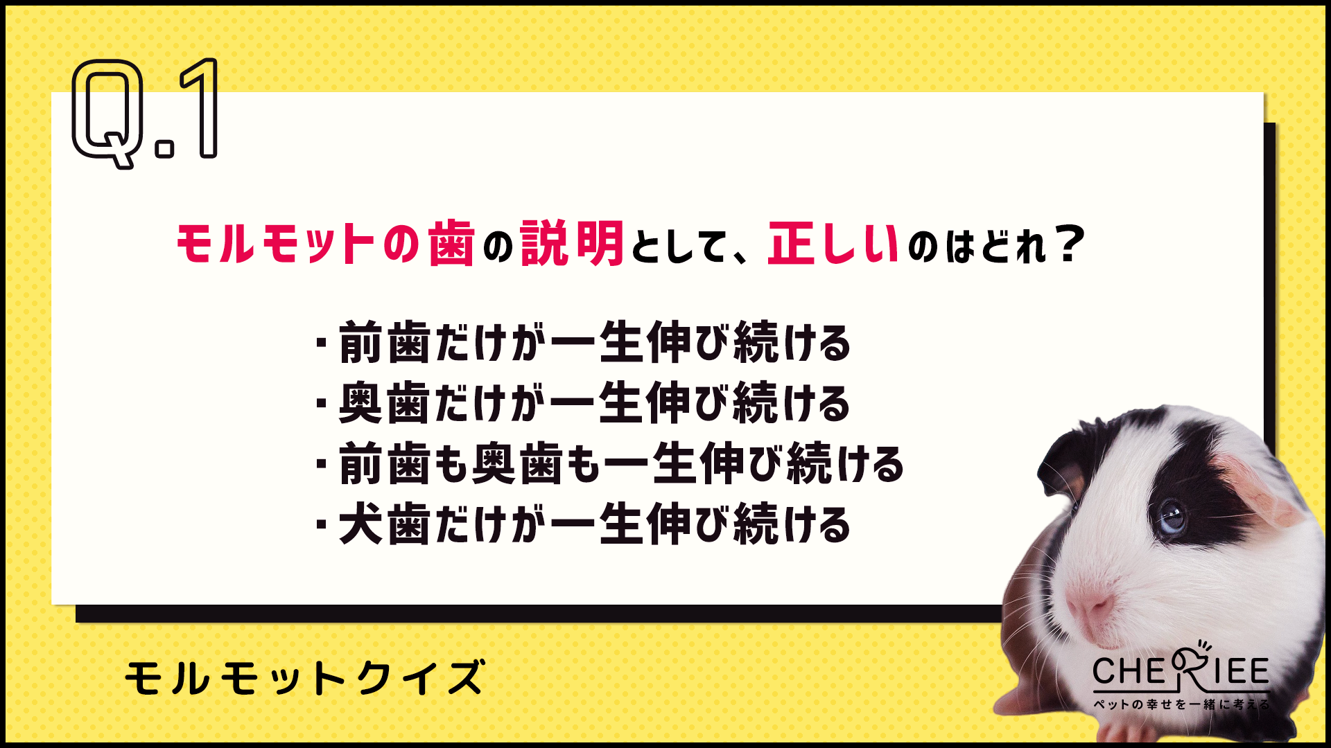 【クイズ】モルモットの体の特徴って知ってる？