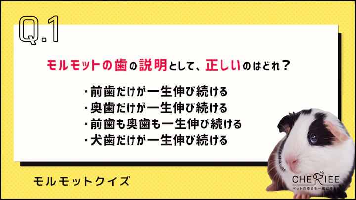 【クイズ】モルモットの体の特徴って知ってる？のアイキャッチ画像