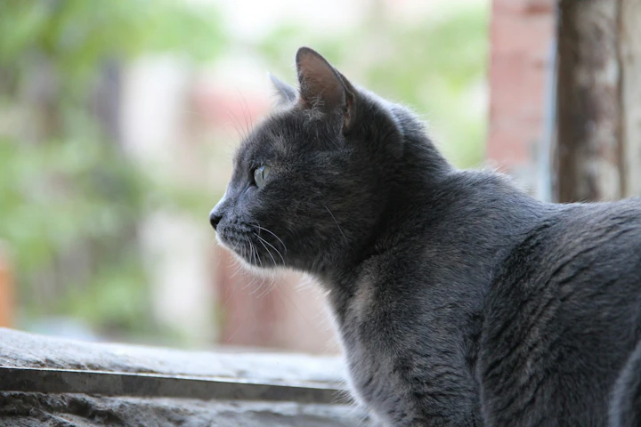 獣医師監修,猫伝染性腹膜炎,ウイルス,コロナ,好発猫種,症状,治療,検査,予防