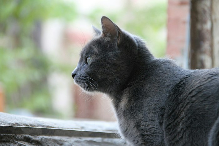 獣医師監修,猫伝染性腹膜炎,ウイルス,コロナ,好発猫種,症状,治療,検査,予防