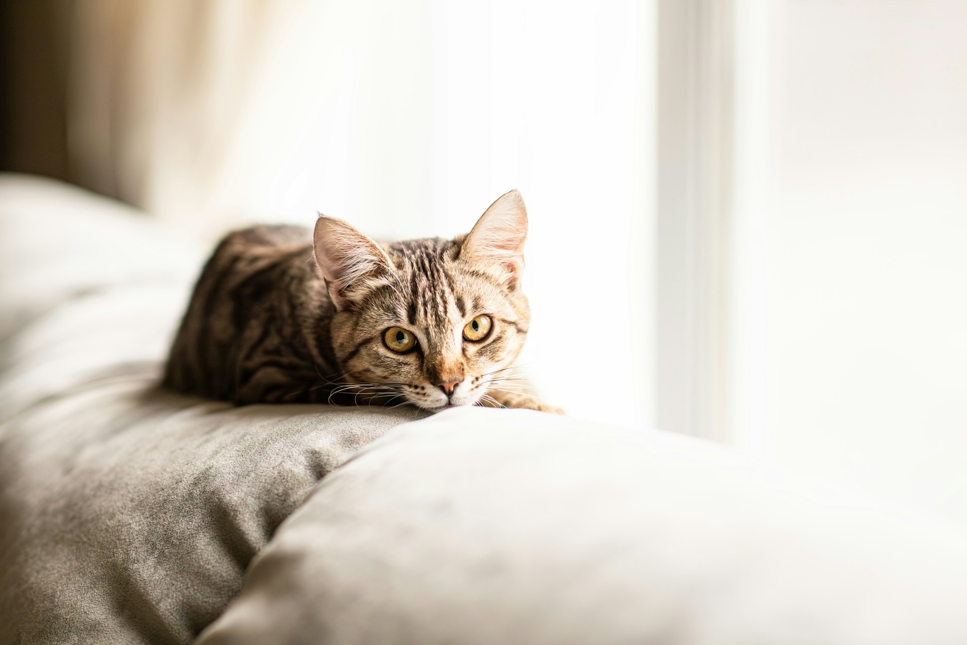 【獣医師監修】承認されている治療薬はない？猫伝染性腹膜炎とは