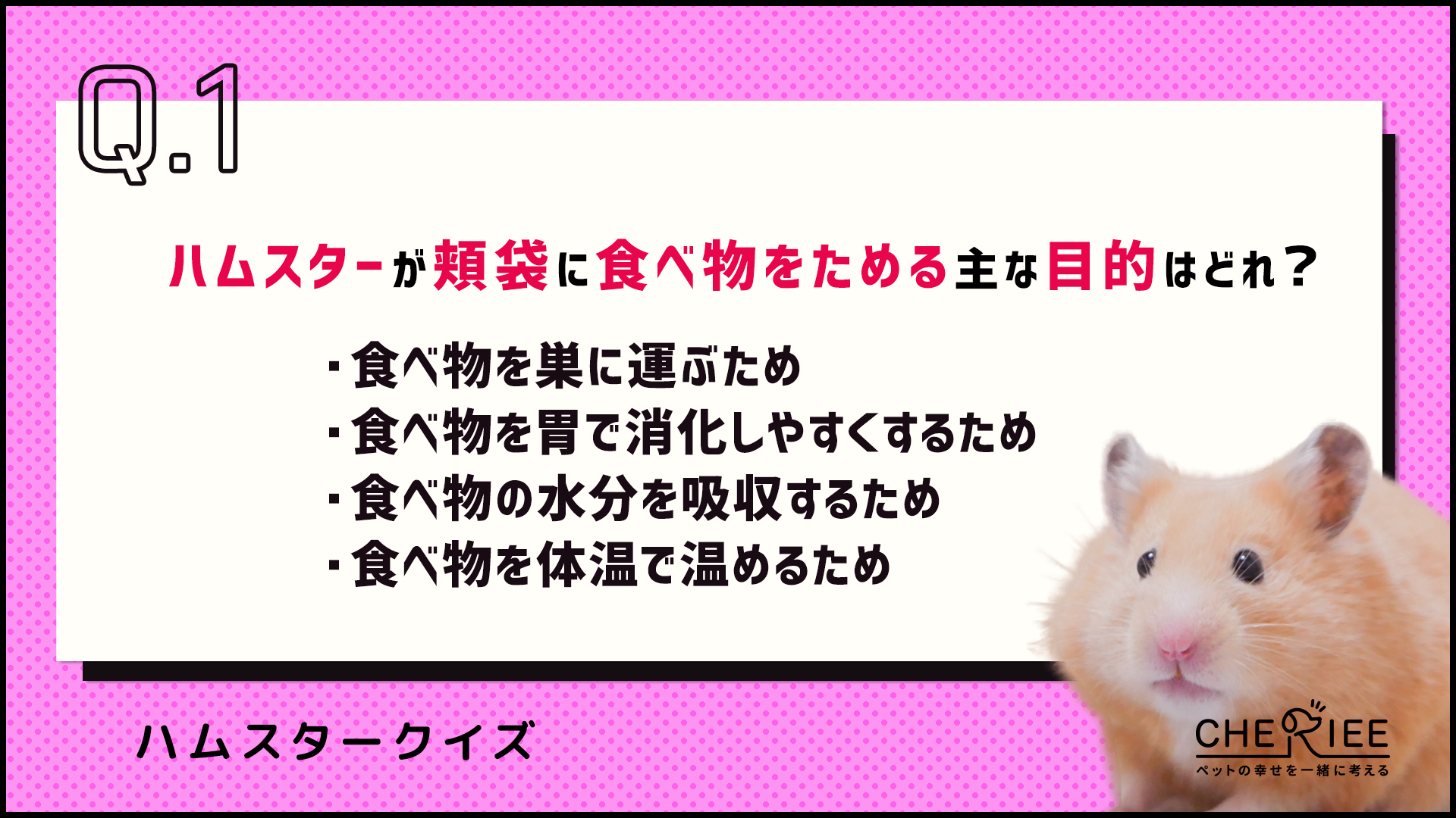 【クイズ】どれだけ知ってる？かわいいハムスターの豆知識③