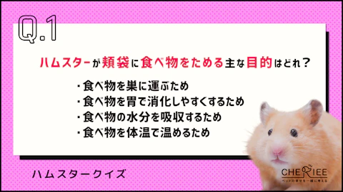 【クイズ】どれだけ知ってる?かわいいハムスターの豆知識③のアイキャッチ画像