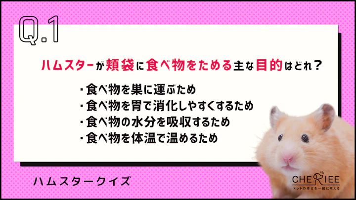 【クイズ】どれだけ知ってる？かわいいハムスターの豆知識③のアイキャッチ画像