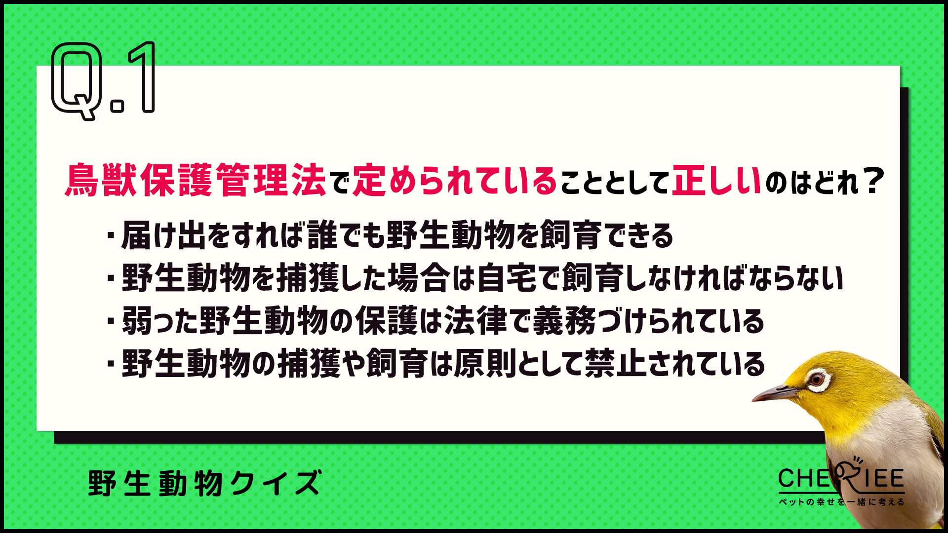 【クイズ】野鳥や野生動物に出会ったらどうする？正しい対応と注意点